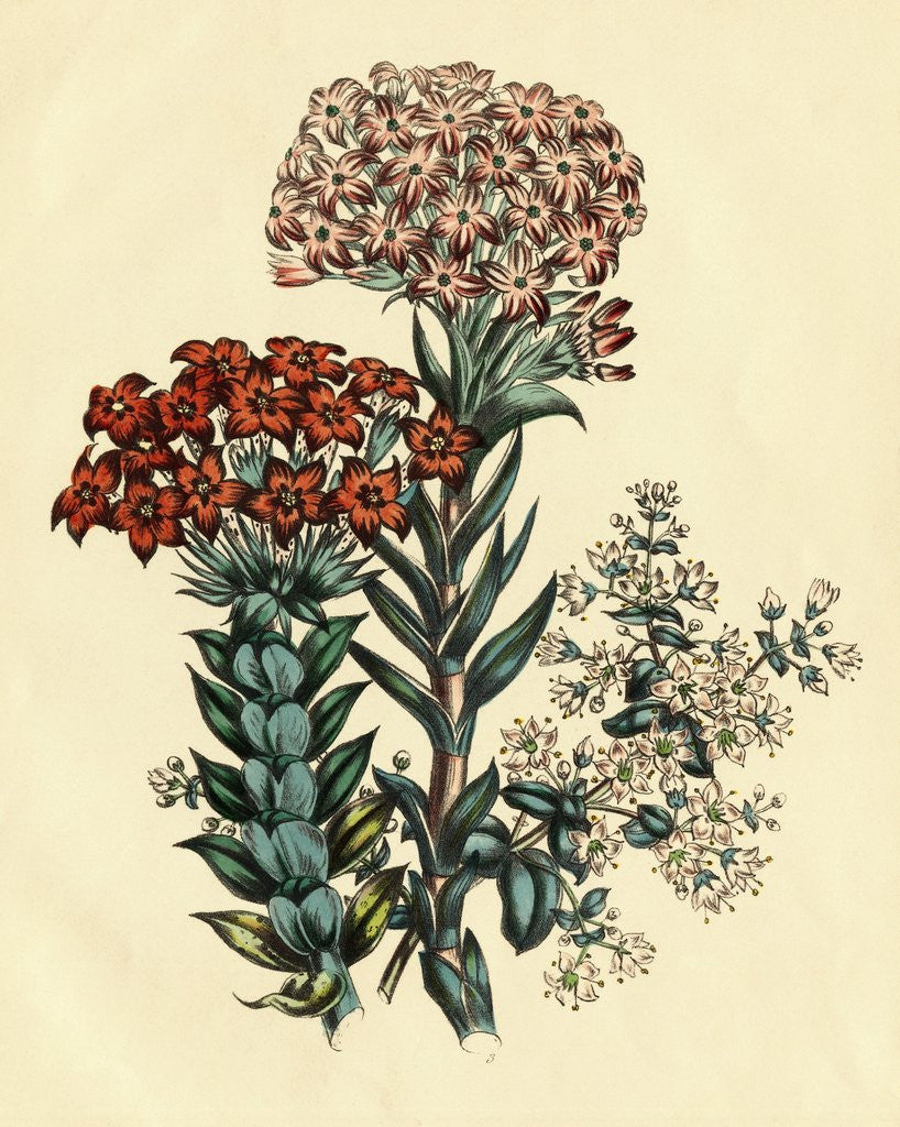 Detail of Illustration of Leafy and Colorful Flowers by Anonymous