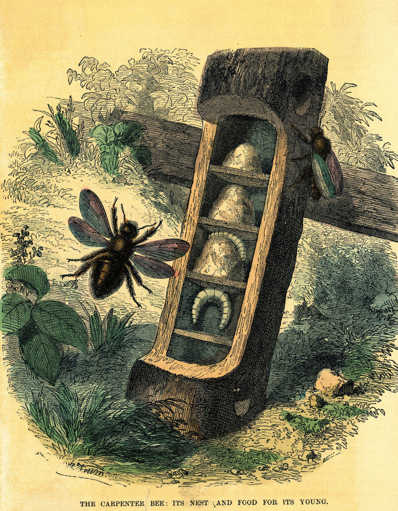 Detail of Carpenter Bee with Nest and Food for Its Young by Anonymous