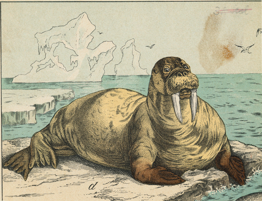 Detail of Tusked Walrus Basking on Ice by Anonymous