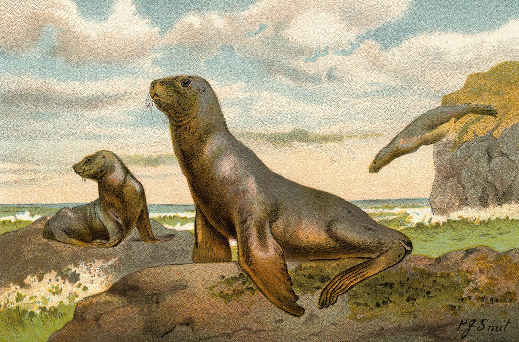 Detail of Sea Lions Playing on Shore by Anonymous