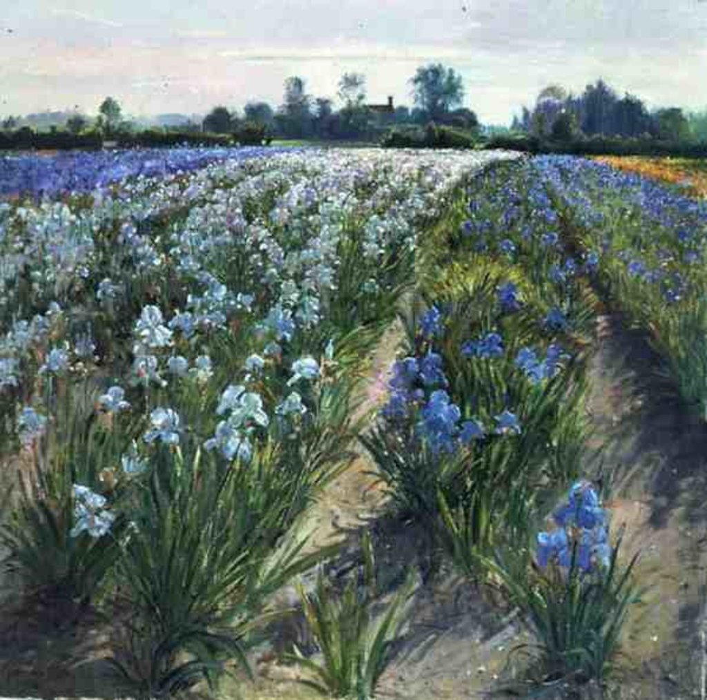 Detail of Blue and White Irises, Wortham by Timothy Easton