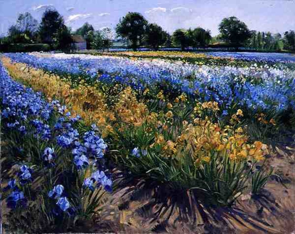 Detail of Irises at Burgate, 1996 by Timothy Easton