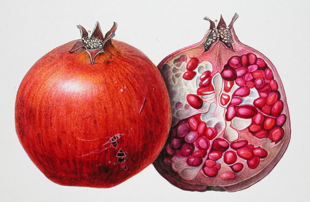 Detail of Pomegranate, 1995 by Margaret Ann Eden