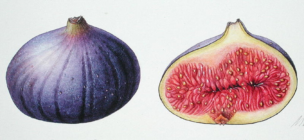 Detail of Figs, 1995 by Margaret Ann Eden