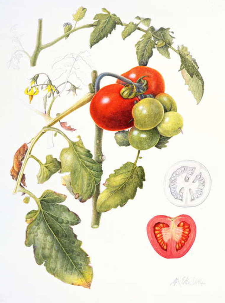 Detail of Tomatoes, 1994 by Margaret Ann Eden