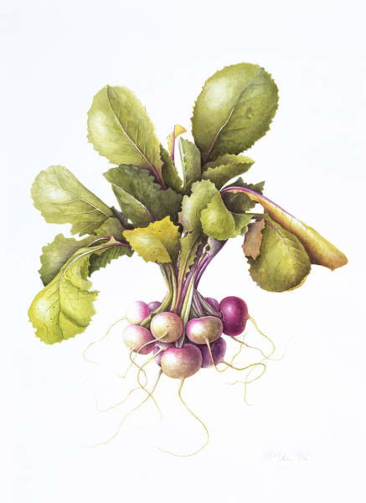 Detail of Miniature turnips, 1995 by Margaret Ann Eden