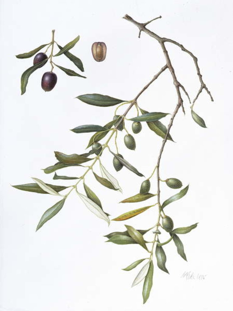 Detail of Olive, 1995 by Margaret Ann Eden