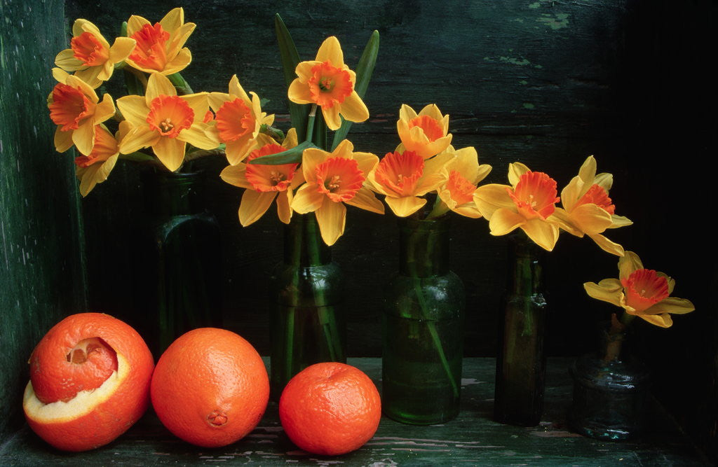 Detail of Arrangement of Daffodils and Oranges by Corbis