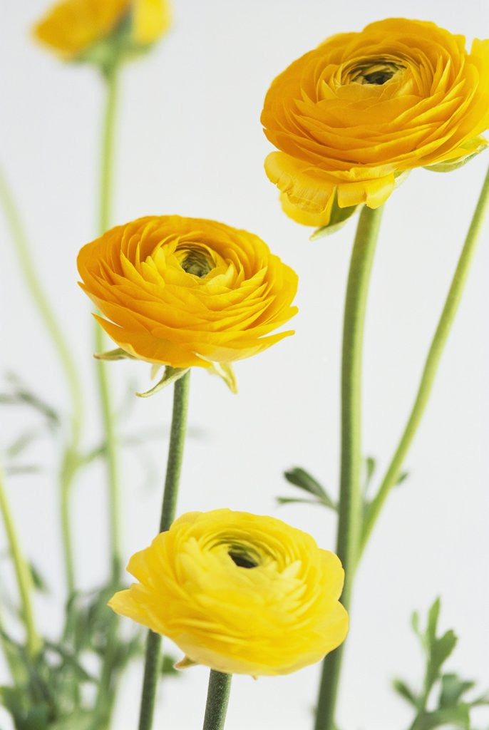 Detail of Yellow Ranunculus by Anonymous