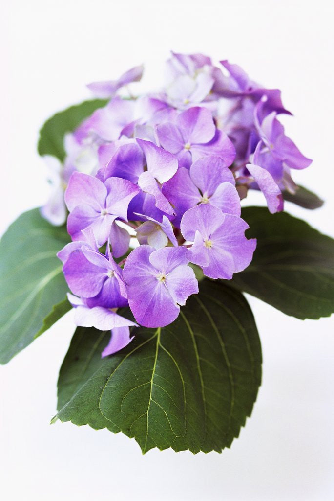 Detail of Cluster of Purple Hydrangea Flowers by Anonymous