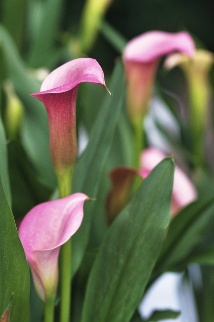 Detail of Pink Calla Lily Flowers by Anonymous