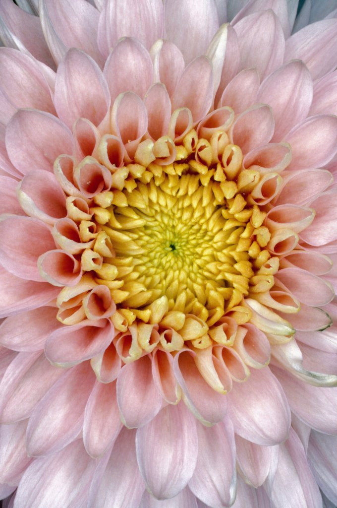 Detail of Pink Chrysanthemum Flower by Corbis