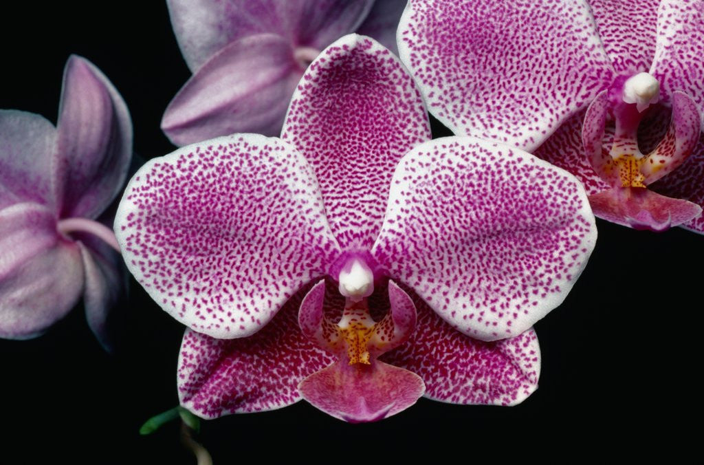 Flowers of Phalaenopsis Hawaiian Chieftess 'Nuuanu' Orchid by Corbis