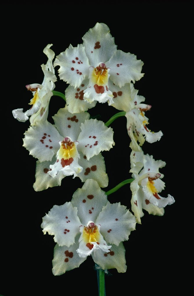 Detail of Flowers of Odontoglossum sunpahia Orchid by Corbis