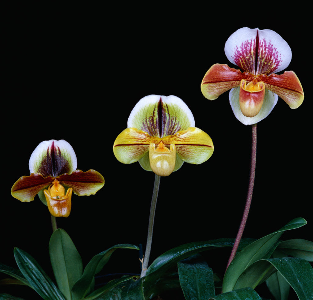 Detail of Three Paphiopedilum Orchids by Corbis