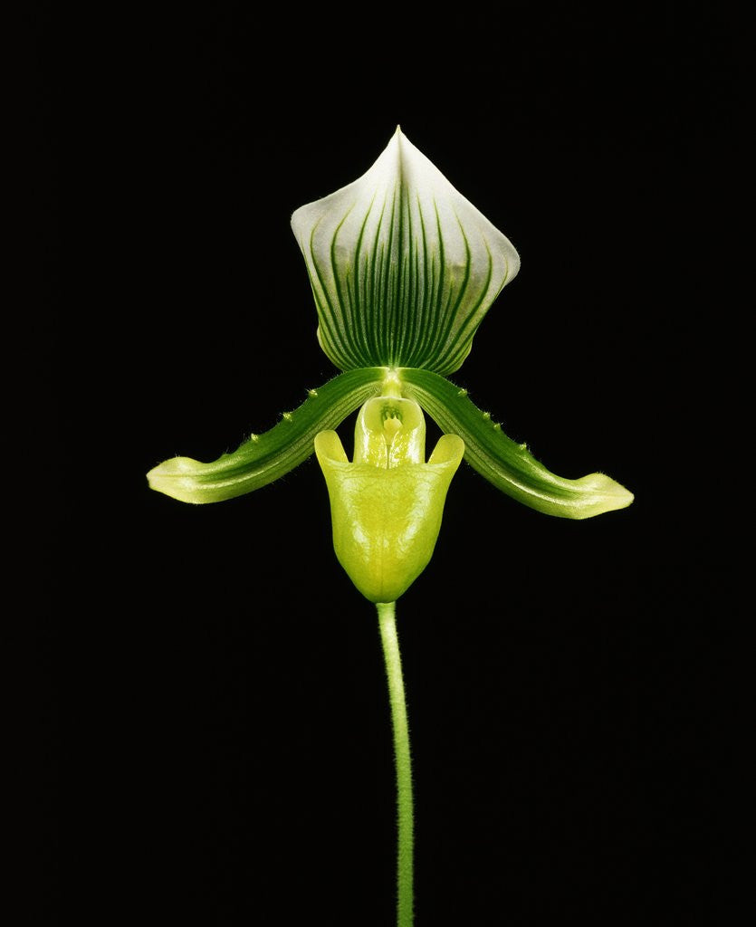 Detail of Cross-Section of a Yellow Lady's-Slipper by Corbis