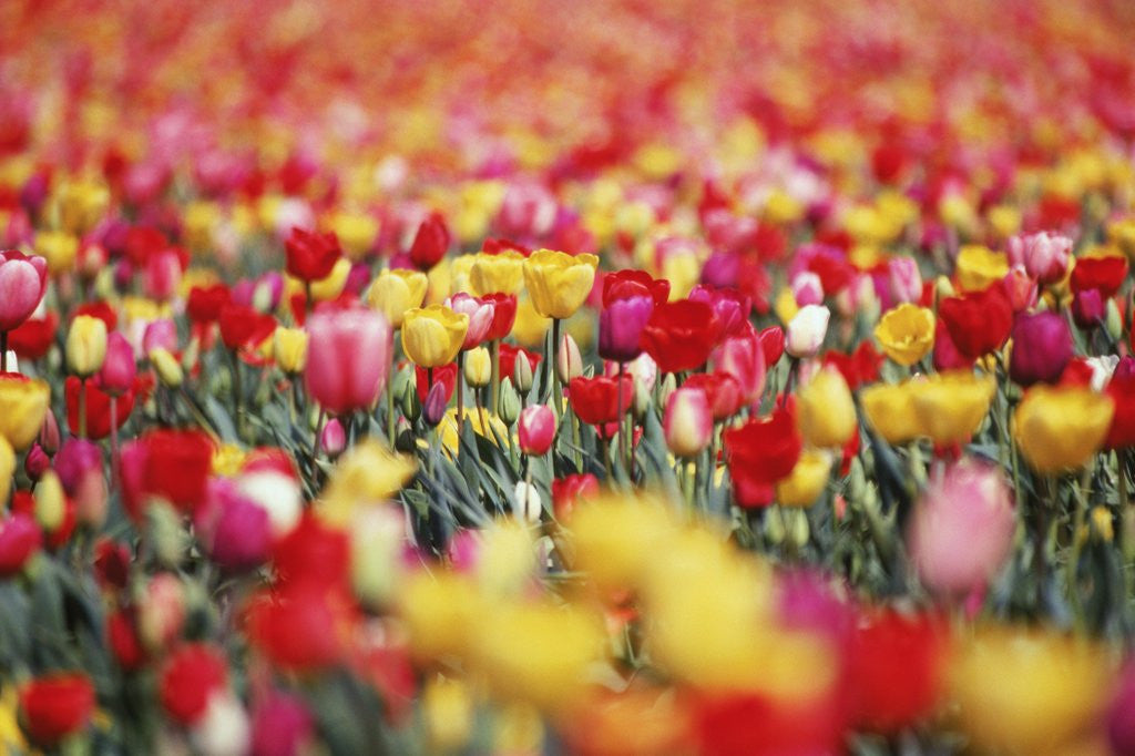 Detail of Colorful Tulips in Meadow by Anonymous