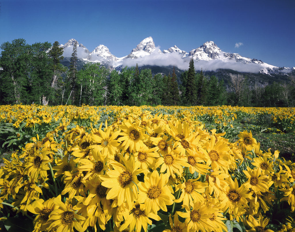 Detail of Grand Teton - Wyoming by Anonymous