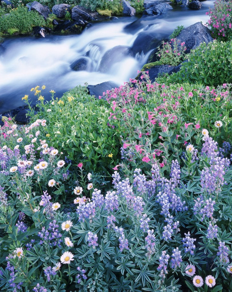 Detail of Stream Flowing Past Wildflowers by Anonymous