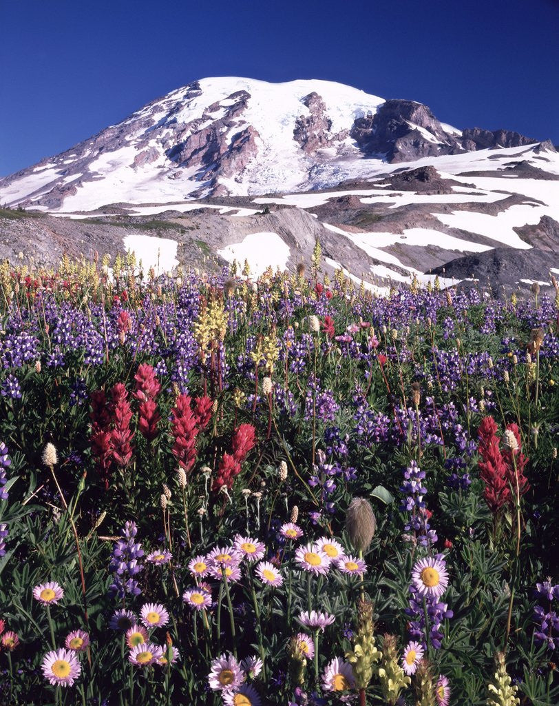 Detail of Flowers before Mount Rainier by Anonymous