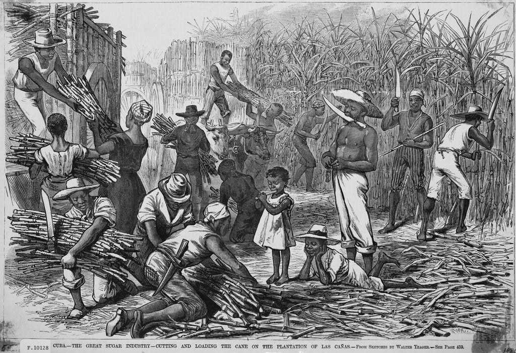 Detail of Cuban Farmers Harvesting Sugar Cane by Anonymous