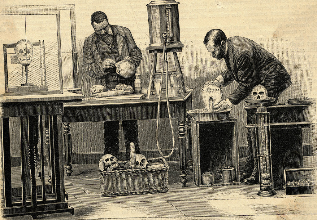 Detail of Measuring cranial Capacity of Skulls by Anonymous