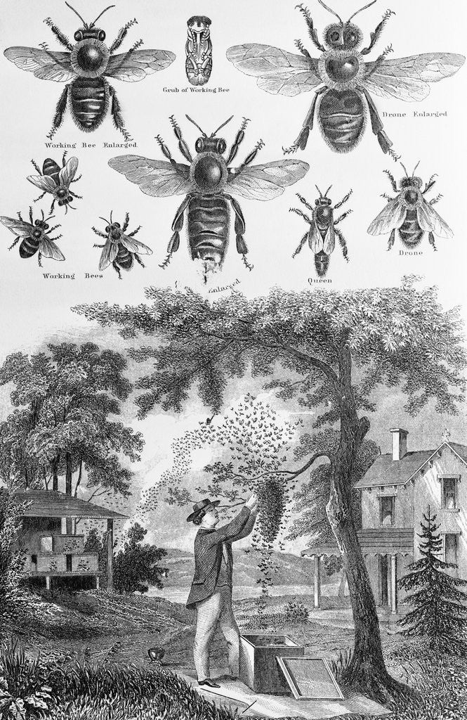 Detail of Illustration of Bees at Beekeeper at Work by Anonymous