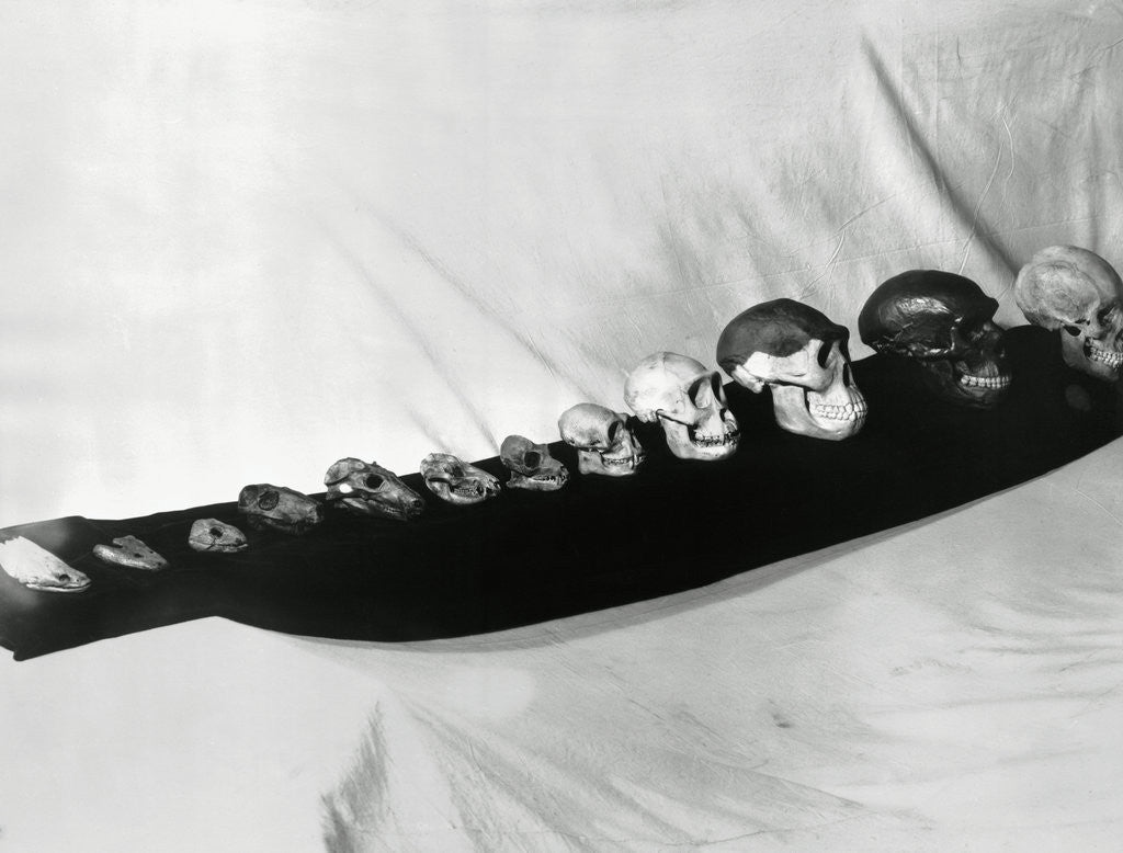 Detail of Skulls Illustrating Theory of Evolution by Anonymous