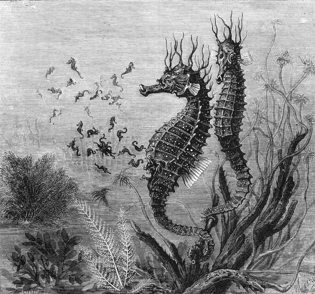 Detail of Illustration Depicting Seahorse Giving Birth by Anonymous