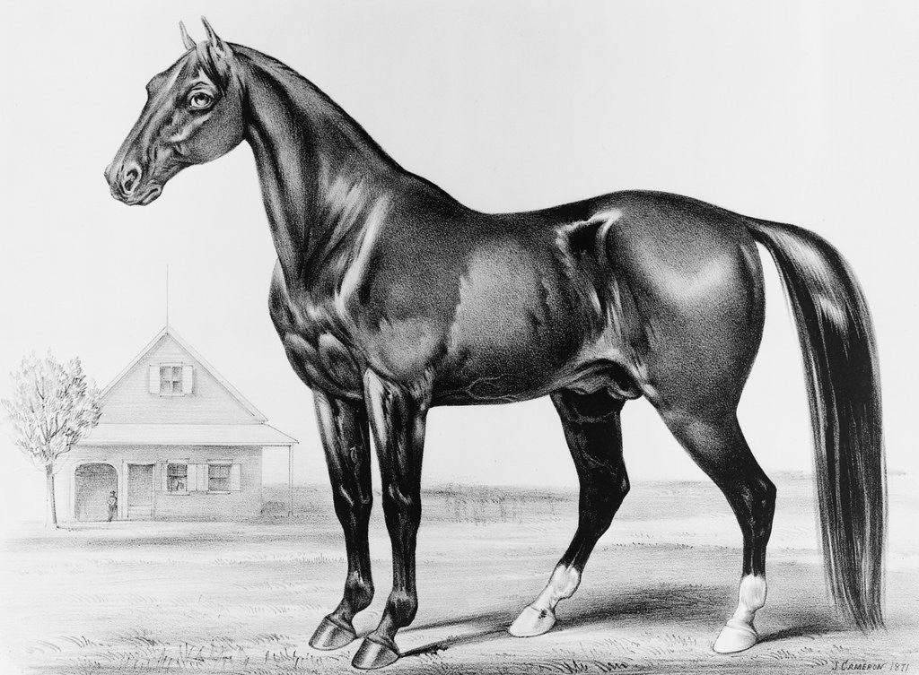 Detail of Rysdyk's Hambletonian by Anonymous