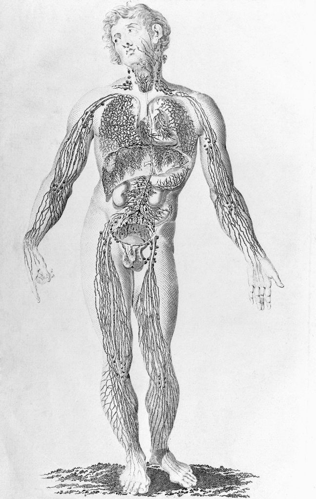 Detail of Diagram Depicting Blood Vessel Distribution by Anonymous