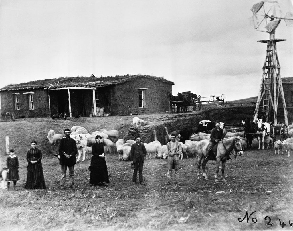 Detail of Sheep Farm in American West by Anonymous