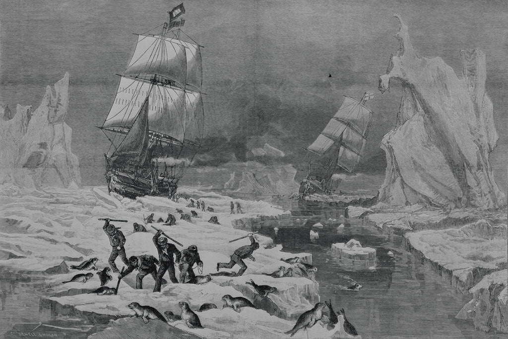 Detail of Men Slaughtering Seals by Corbis
