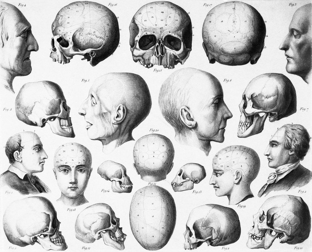 Detail of Various Skull Forms by Anonymous