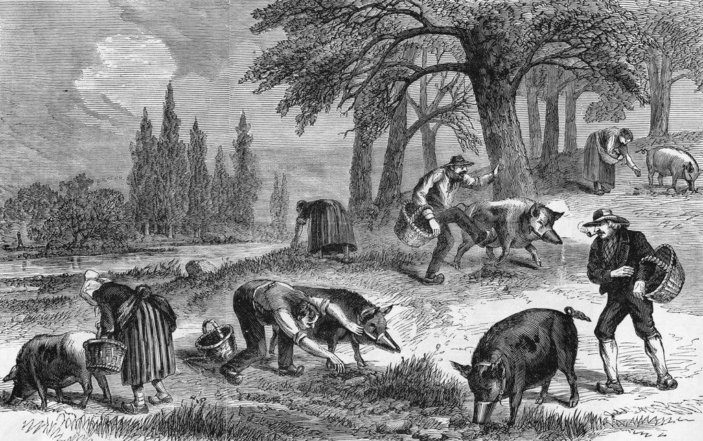 Detail of Truffle-Gathering in France by Anonymous