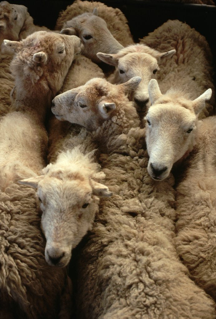 Detail of Sheep for Sale at the Welshpool Sheep Auction by Corbis