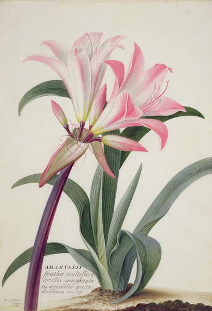 Detail of Amaryllis Belladonna, 1761 by Georg Dionysius Ehret