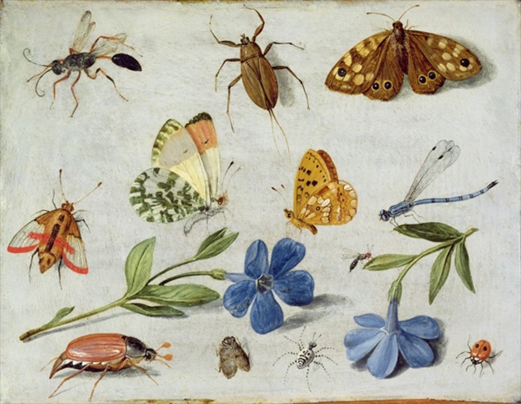 Detail of Insects by Jan van the Elder Kessel