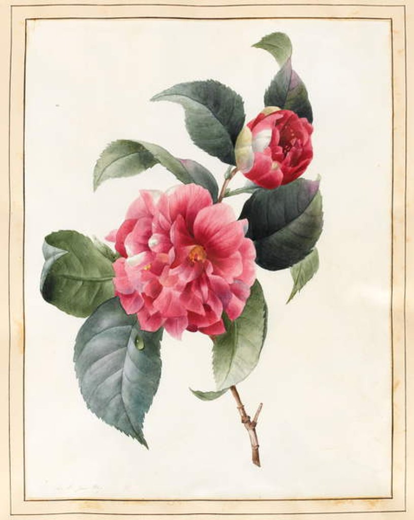 Camellia, 1827 by Louise D'Orleans