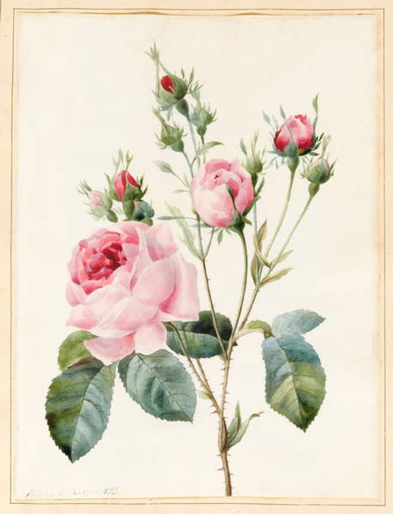 Detail of Pink Rose and Buds, 1832 by Louise D'Orleans