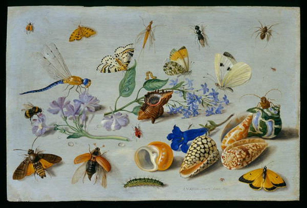 Detail of Butterflies and other insects, 1661 by Jan van the Elder Kessel