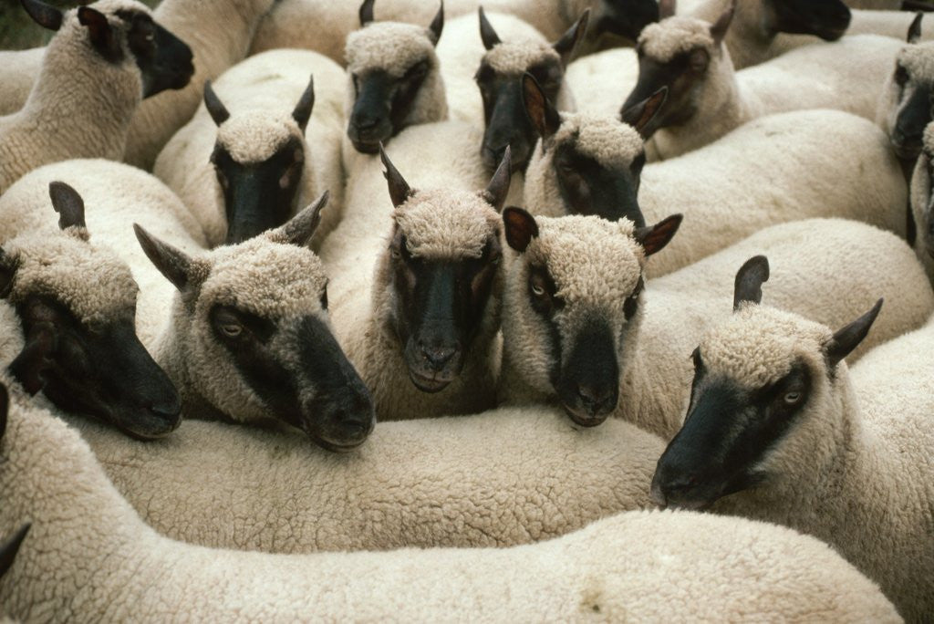 Detail of Animals at Findon Sheep Fair by Corbis