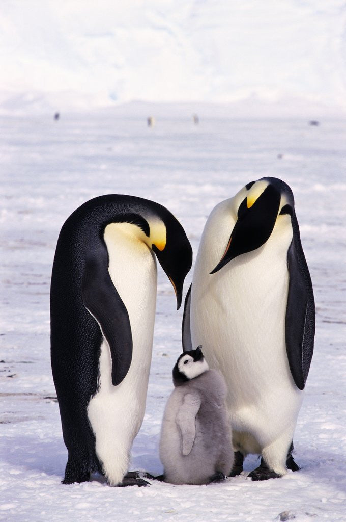 Detail of Emperor Penguins with Chick by Anonymous