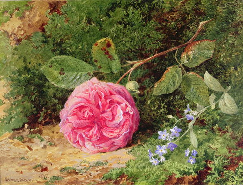 Detail of Pink Rose on a Mossy Bank, 1875 by Henry Sutton Palmer