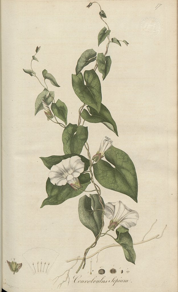 Detail of Convolvulus Sepium by Anonymous