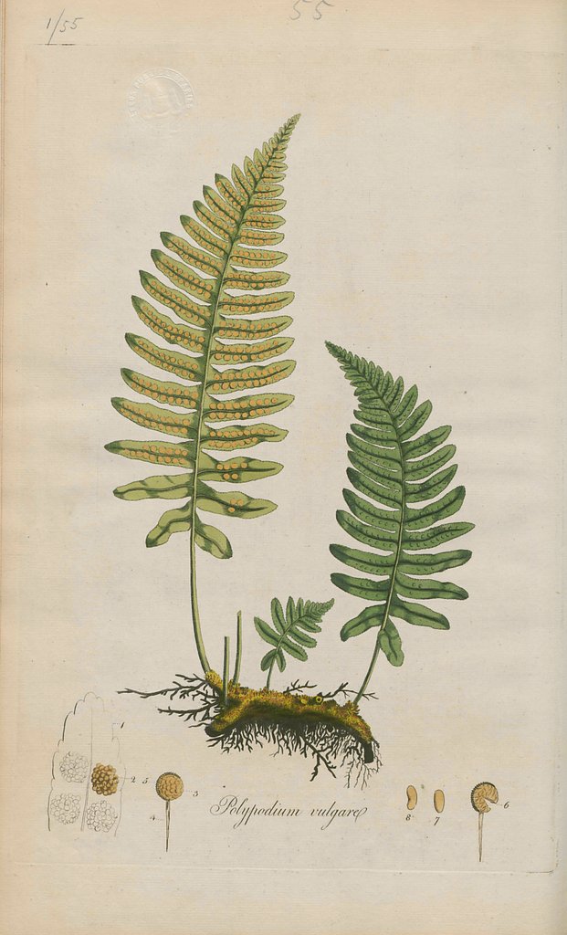 Detail of Polypodium Vulgare – Fern by Anonymous
