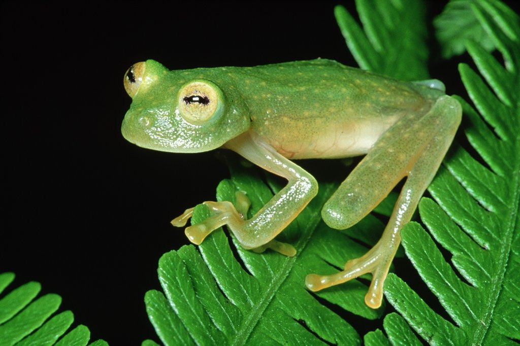 Detail of Glass Frog by Anonymous