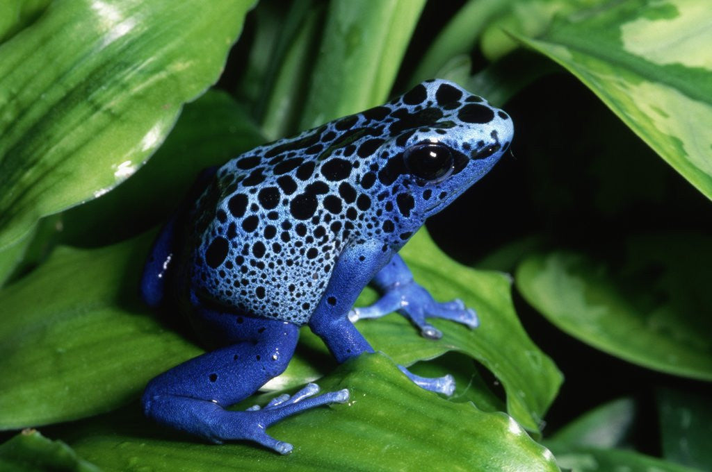 Detail of Blue-Poisondart Frog by Anonymous