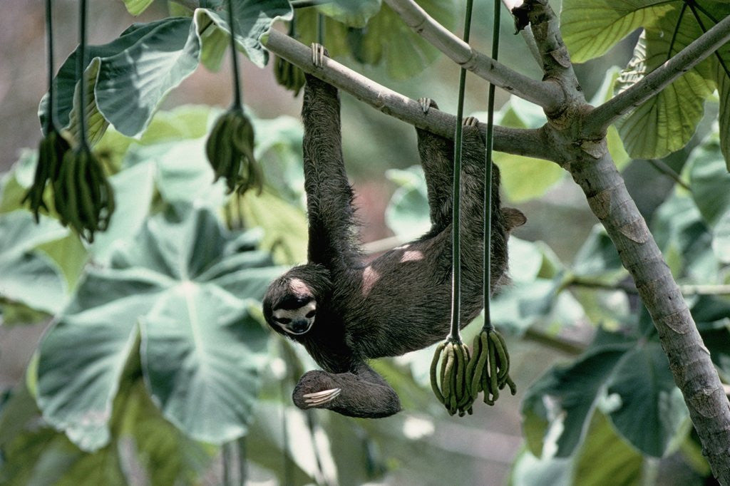 Detail of Female Brown-Throated Three-Toed Tree Sloth by Anonymous