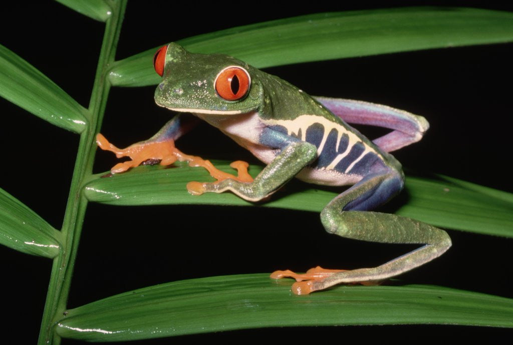 Detail of Red-Eyed Leaf Frog by Anonymous